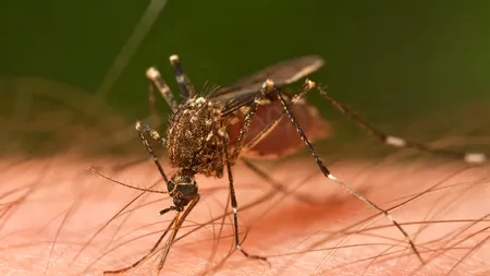 Primul caz de febră dengue din ultimii 100 de ani, în Grecia