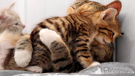 Pisicile au navigat alături de vikingi pentru a cuceri lumea. Studiul care reface istoria unuia dintre cele mai iubite animale de companie