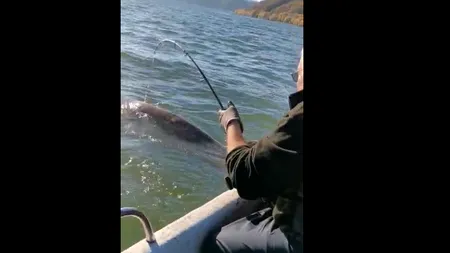 VIDEO | „Operațiunea Monstrul”, sau viața bate filmul! Cum arată somnul de 75 de kg prins de nea Bobu pe Dunăre