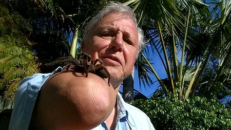 O persoană din cinci suferă de dureri cronice. Ce nu știai despre VENINUL de PĂIANJEN