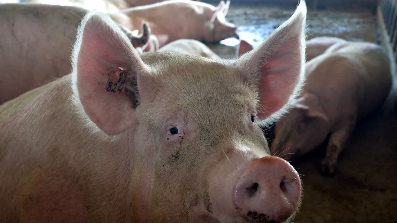 Aproximativ 17.000 de porci vor fi eutanasiați după descoperirea unui focar de pestă porcină africană în nordul Bulgariei