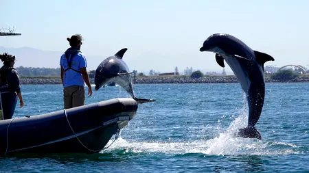 Rusia folosește delfini pentru a depista atacurile subacvatice, la baza navală din Marea Neagră