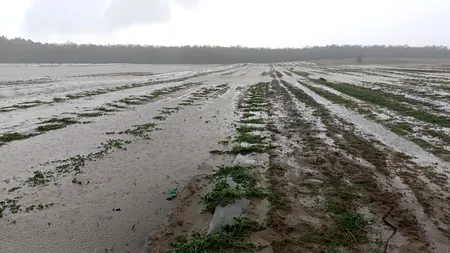 Dezastru în urma grindinei și ploilor torențiale din județul Dolj. Sute de hectare de pepeni, tutun și cartofi, calamitate!