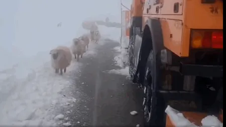 Culoar pentru turme pe Transalpina. Drumarii au DESZĂPEZIT OILE din Parâng