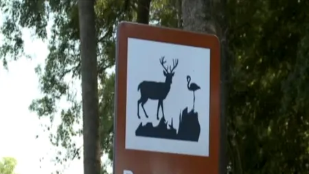 Drumul din România unde căprioarele au prioritate. Conducătorii auto sunt obligați să reducă viteza și să le permită necuvântătoarelor să traverseze
