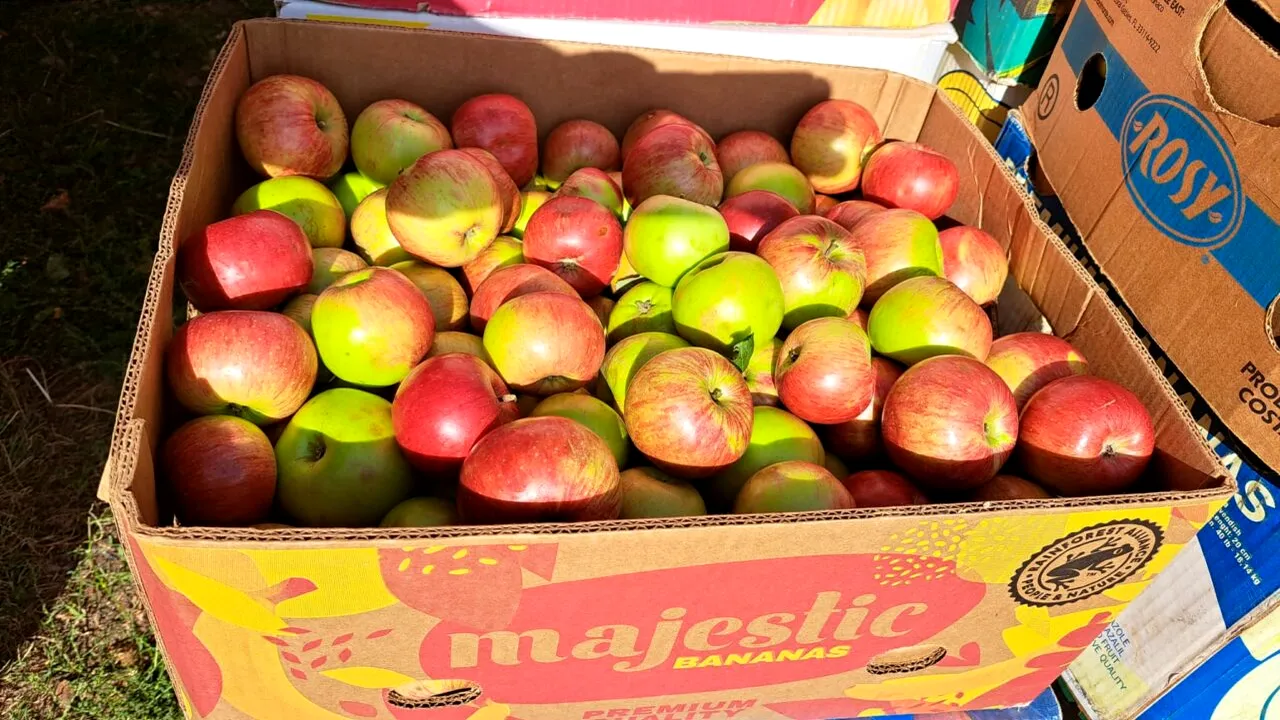 Cum se SPALĂ corect fructele, pentru a îndepărta pesticidele de pe ele. Care sunt paşii, pe care multe gospodine îi ignoră