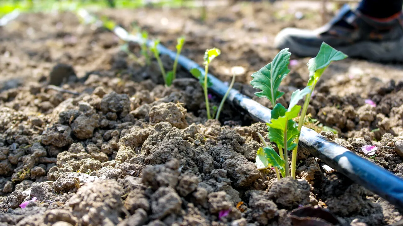 Primarul unei comune din Gorj, supărat pe cei care folosesc apa potabilă pentru a-și uda culturile: „I-aș împușca pe cei care iau dreptul altor oameni la civilizație”