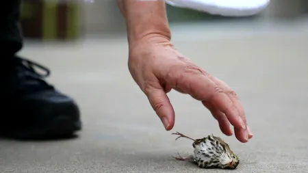 Cel puțin 1.000 de păsări au MURIT, într-o singură zi, după ce s-au ciocnit de o clădire din Chicago în timp ce migrau spre țările calde