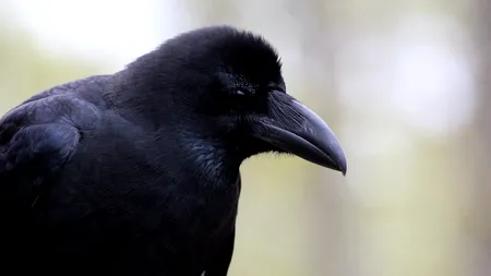 O cioară din Japonia a furat un card de credit pentru a-și cumpăra bilet de tren