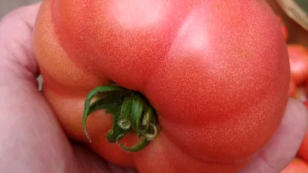 Ministerul Agriculturii anunță rezultatele controlului: 243 de probe de roșii, dar nu s-au constatat depășiri la pesticide