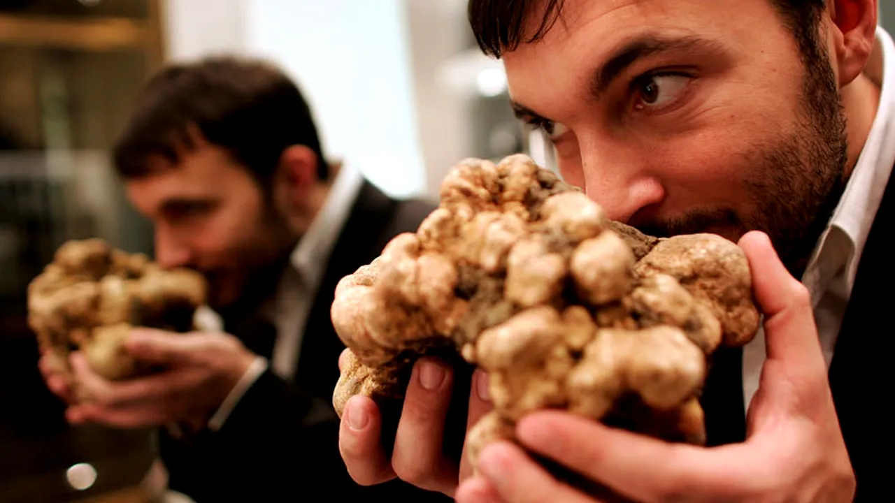 Trufe confiscate de Poliție, scoase la vânzare cu 40 de lei kilogramul, față de 1.500 de euro