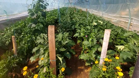 Au apărut primele verdețuri românești la tarabe. Cât costă cumpărăturile la piață