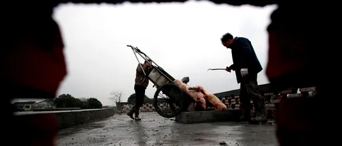 Peste 13.000 de porci morți, descoperiți în apele râului Huangpu din Shanghai