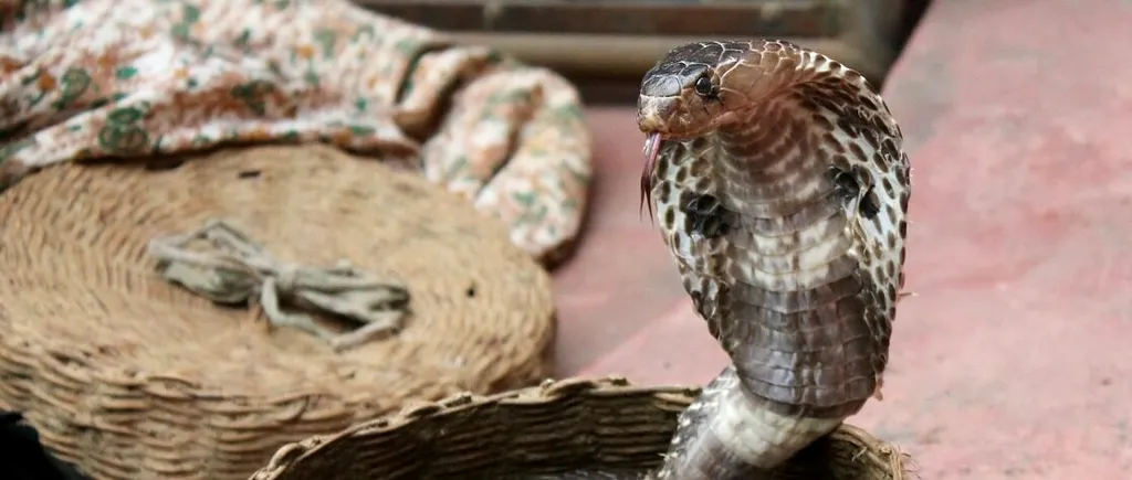Un șarpe Cobra a murit după ce a fost mușcat de un copil de 8 ani din India. Reptila i se încolăcise în jurul brațului și l-a mușcat, la rândul ei