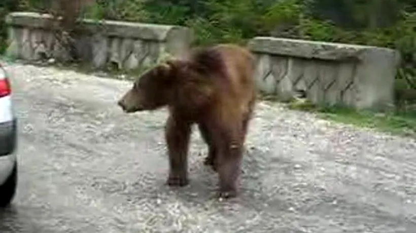 Un urs a fost împușcat de vânători în zona localității Pietroșița