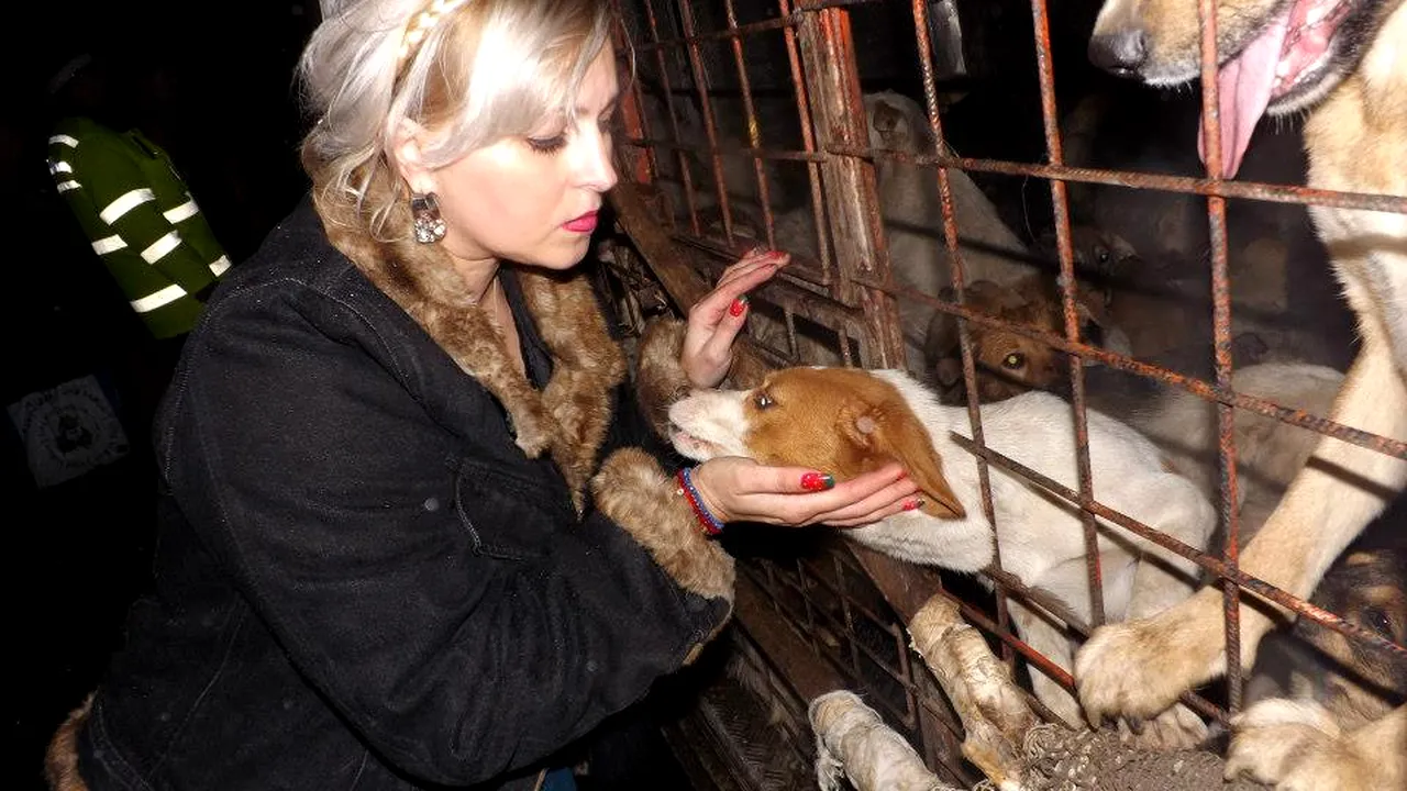 Anastase: În afară de istericale, ONG-urile pentru protecția animalelor nu au făcut nimic