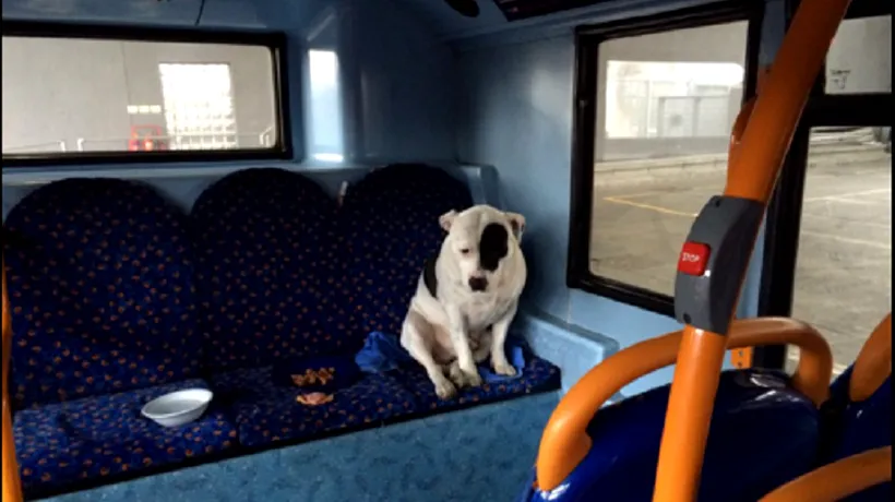 Un câine a fost abandonat într-un autobuz. Cum l-a găsit șoferul