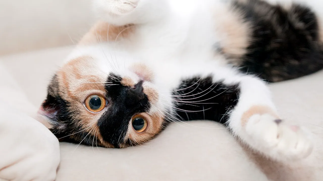 Mai multe pisici au dărâmat o bucată din tavanul secției de Radiologie a Spitalului din Constanța