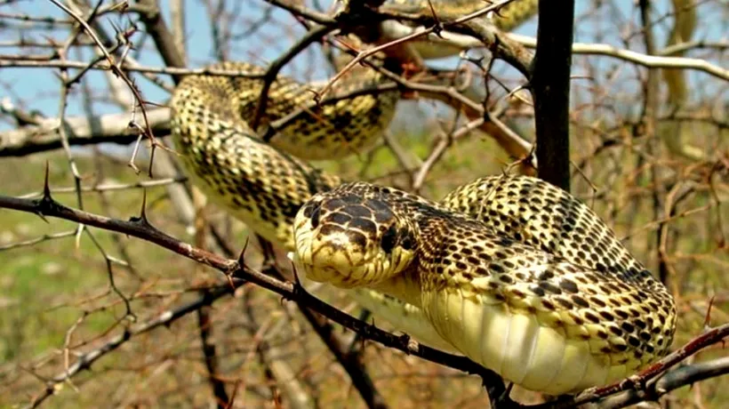 Cum arată balaurul dobrogean, regele șerpilor din România
