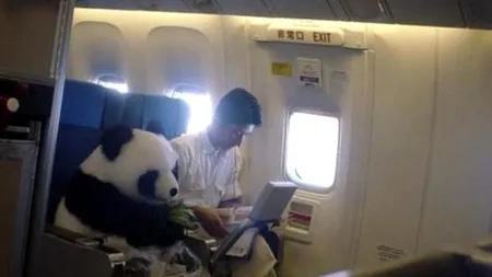 FOTO: Ursul panda care zboară la clasa I