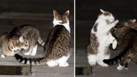 Bătaie între motanul premierului britanic și pisica Ministrului de Finanțe. Cine va pune gheara pe șoarecii din Downing Street