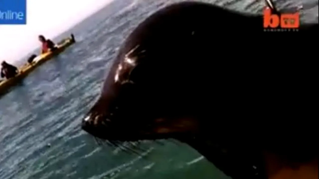 VIDEO. Supriza de care au avut parte doi turiști care se plimbau cu barca