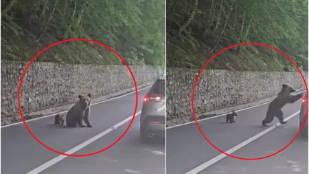 Ce ar fi determinat-o pe ursoaica de pe Transfăgărășan să-l atace pe turistul bulgar. Noi imagini scot la iveală detalii despre incident