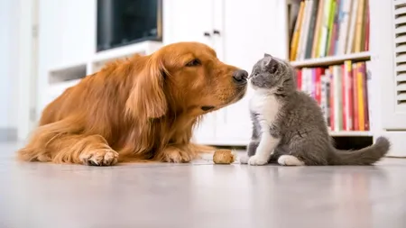 Pericolul ascuns din SALIVA animalelor de companie. Medicii avertizează: „Boala transmisă la om poate fi fatală”