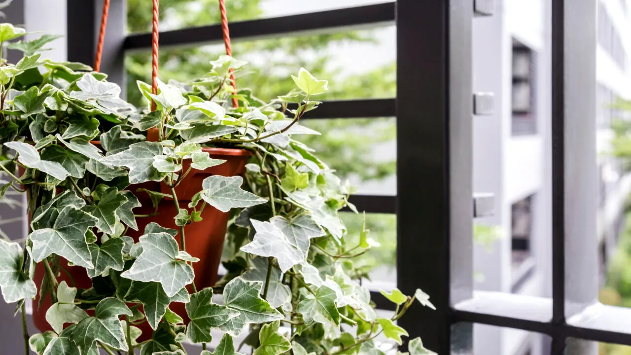 Planta fenomen care te scapă de mucegai și umezeală. Dacă ai probleme în locuință, trebuie să o cumperi!