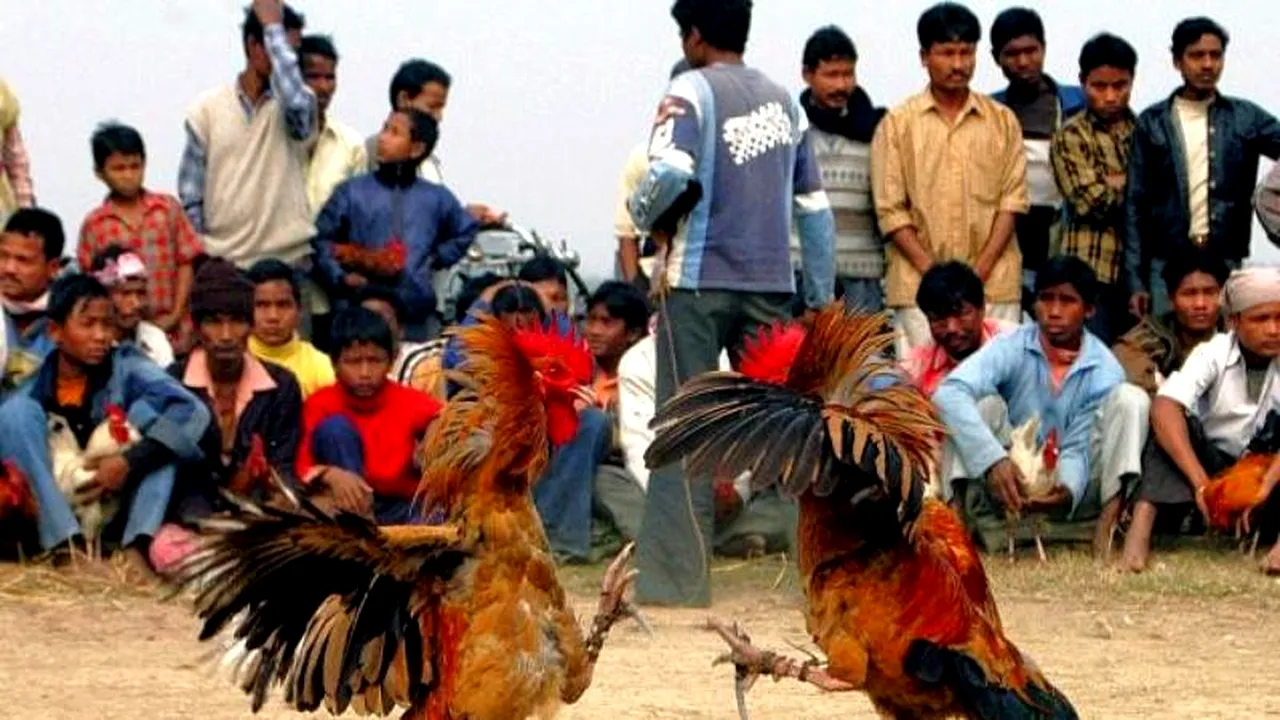 Cum a fost ucis un bărbat de un cocoș care încerca să scape din brațele stăpânului!