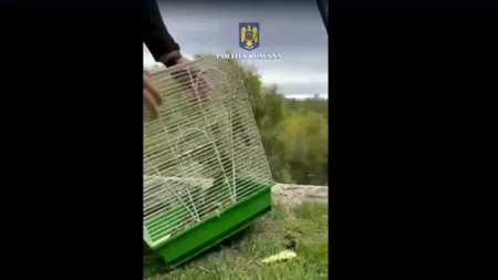 Polițiștii din București au descoperit într-un târg din Sectorul 5 zeci de PĂSĂRI protejate de lege, ținute în captivitate și scoase la vânzare