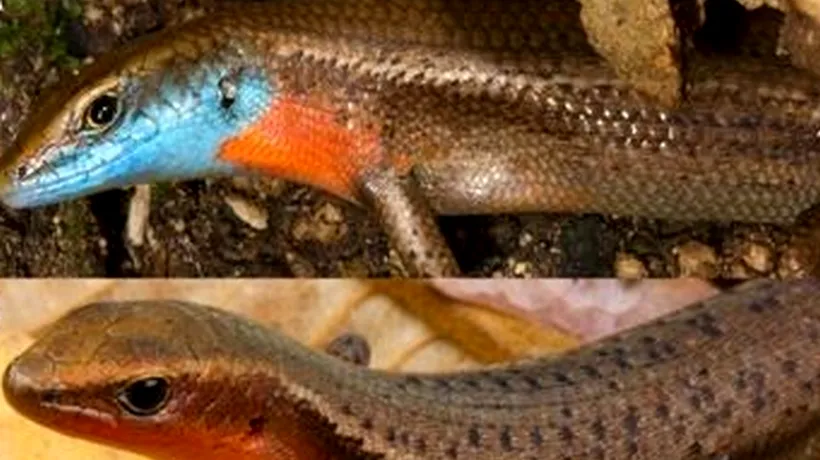Două specii noi de șopârle, descoperite în Australia