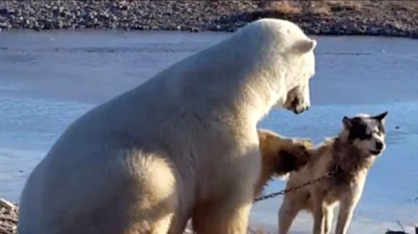 Lupta pentru supraviețuire. Ce s-a întâmplat la câteva ore după ce acest urs polar a fost surprins mângâind un câine husky