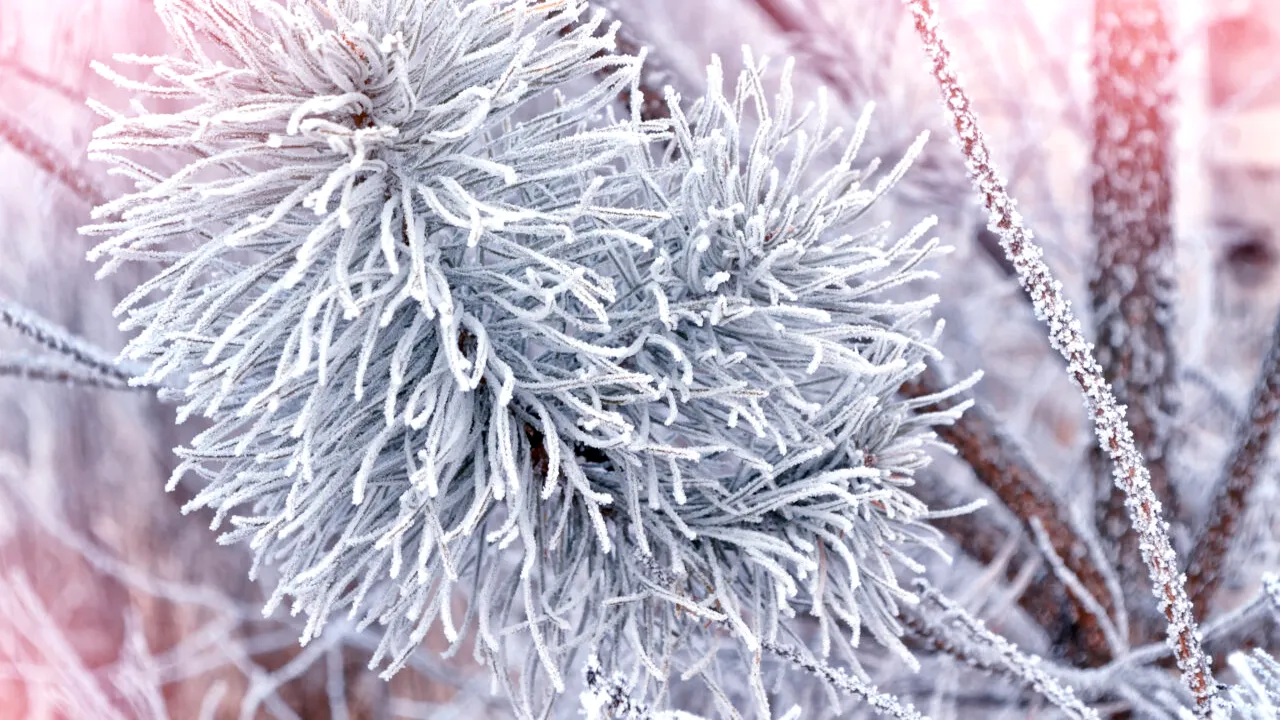 Trei sferturi din România, sub cod galben de ger extrem, ninsori și viscol. Temperaturi de -20 de grade Celsius