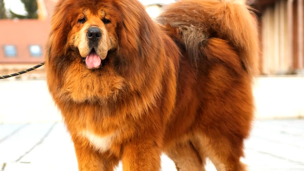 FOTO | Cel mai frumos Mastiff Tibetan din lume, Boss Phantom, împlineşte 6 ani. Ce RECORDURI a doborât