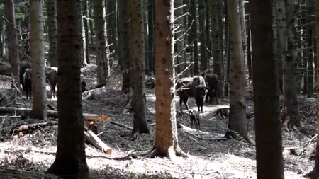 Imagini rare cu primul pui de zimbru din România, fătat în libertate, în această primăvară. VIDEO