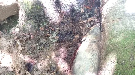 Proiectil neexplodat, găsit într-un copac înalt de peste 30 de metri