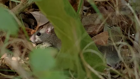 ALERTĂ în lumea științifică! PRIMA SPECIE de mamifere care a dispărut din cauza schimbărilor climatice. „Este doar vârful icebergului