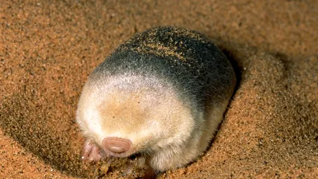 Creatura bizară, fără ochi și urechi, care trăiește îngropată în nisip. FOTO