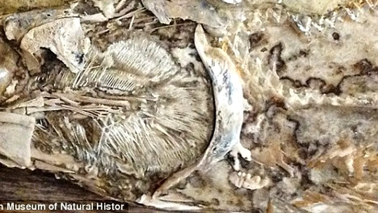 Oamenii de știință au descoperit prima inimă fosilizată într-un animal preistoric