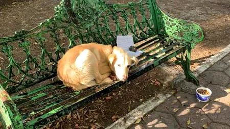 Un cățel a fost abandonat în parc, legat de o bancă. Lângă animal a fost găsit și un bilet. “Familia mea îl bătea crunt!”