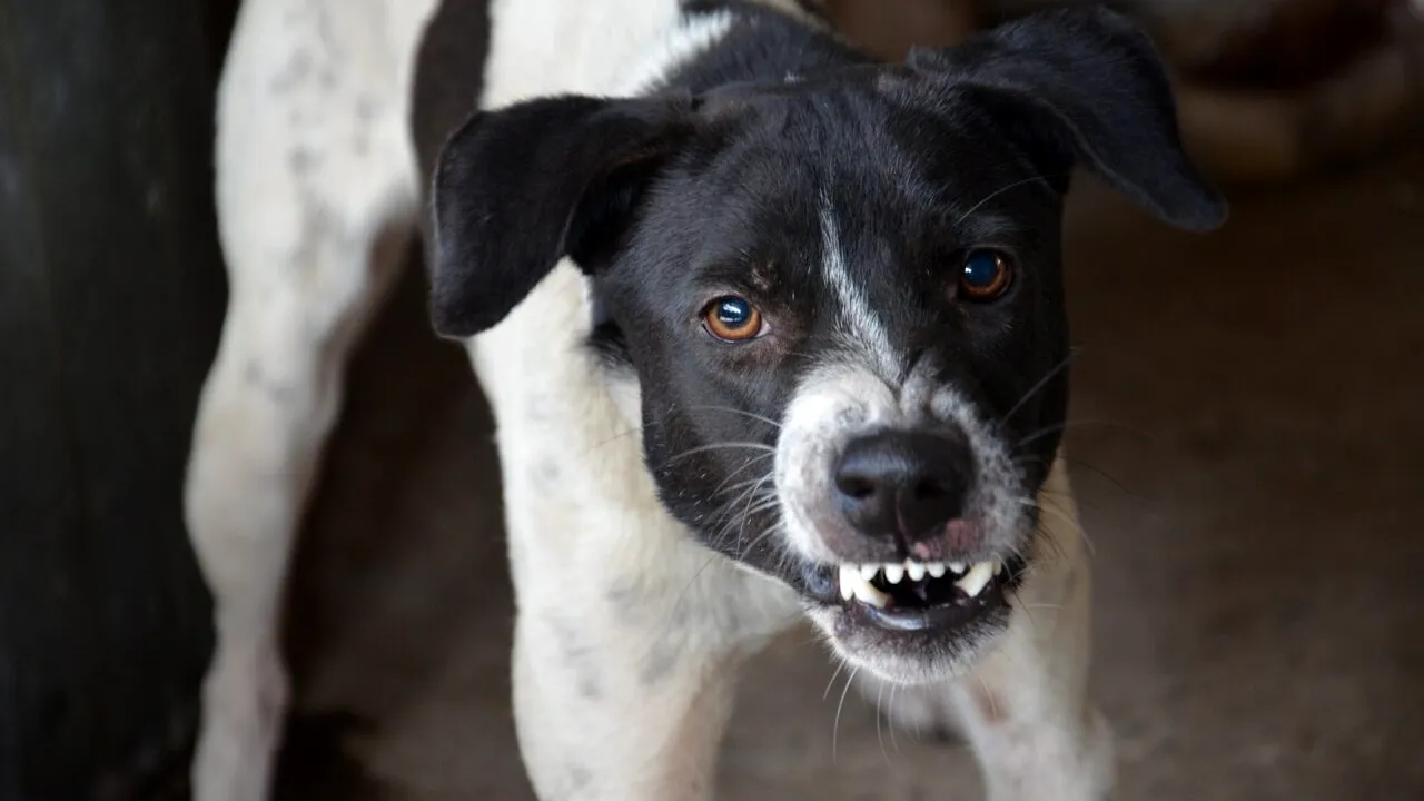 Iași: Femeie dispărută de două zile, găsită moartă într-o podgorie. Ar fi fost ucisă de o haită de câini