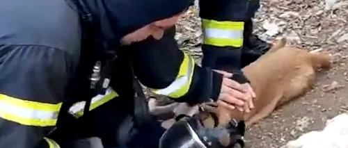Doi căței și o pisică, resuscitați de pompieri după ce au fost salvați dintr-o casă în flăcări - VIDEO