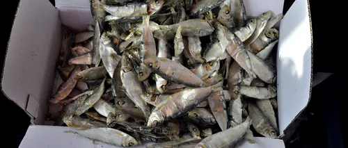 Vânzătorii de pește, sub lupa ANPC: Inspectorii au scos de la comercializare 1,6 tone de pește și au dat amenzi de 200.000 lei
