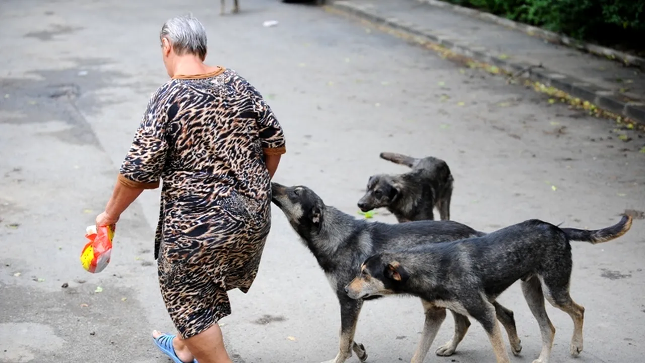 O femeie a fost mușcată de câine în Capitală