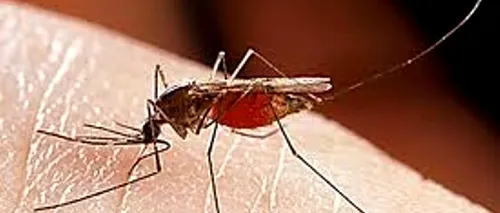 Cât de periculoase sunt înțepăturile de țânțar