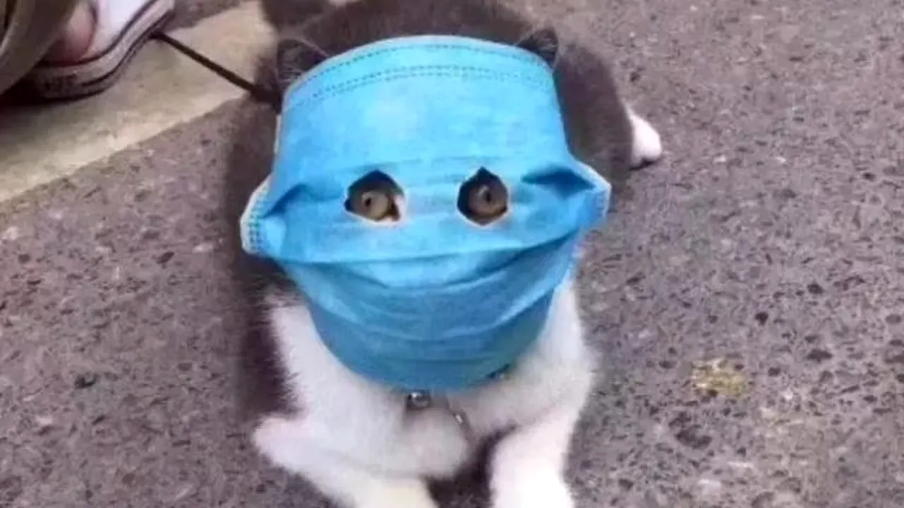 CAZ RAR. Un belgian cu coronavirus și-a infectat pisica / Ce spun veterinarii despre acest caz