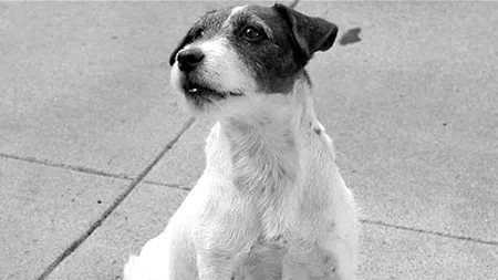 Uggie, câinele din 