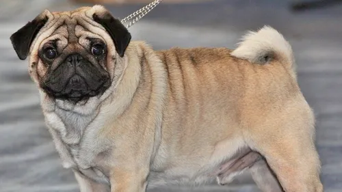Incredibil. Cum arată radiografia unui câine din rasa pug: Este cel mai drăguț, dar și cel mai înfricoșător lucru pe care l-am văzut în viața mea FOTO