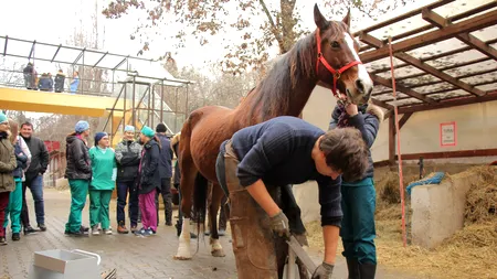 Am ajuns să învățăm POTCOVITUL de la francezi. Curs special pentru 20 de studenți la Cluj Napoca